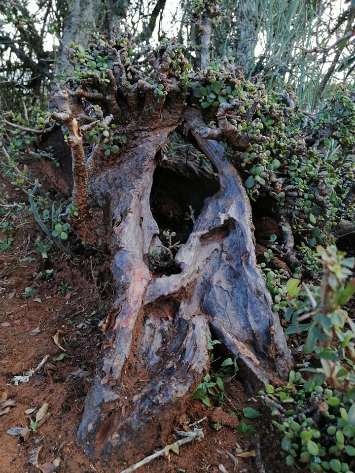 Portulacaria afra deadwood by Kevin Ulett